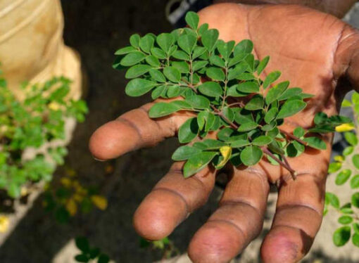 FDA Recalls Organic Moringa Leaf Powder Over Salmonella Risk