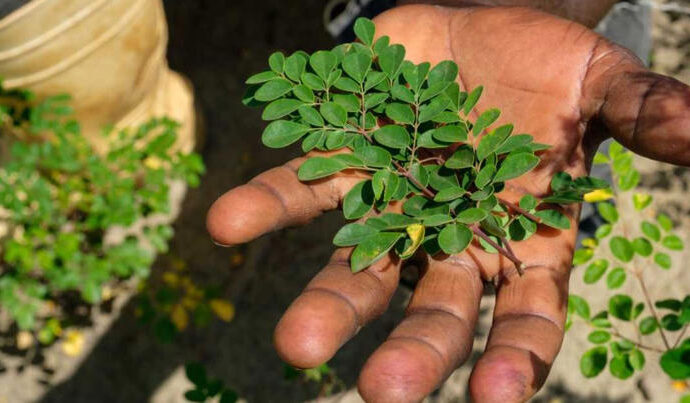 FDA Recalls Organic Moringa Leaf Powder Over Salmonella Risk