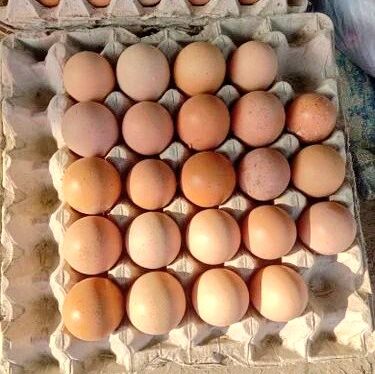 Moradabad Crackdown: Farm Eggs Sold as Country Eggs