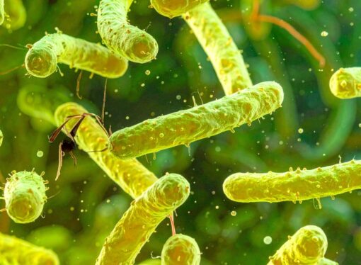 India Faces a Superbug Explosion: 83% Carry Drug-Resistant Bacteria