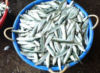 Fish Waste from TN Causes Health Alert in Kerala