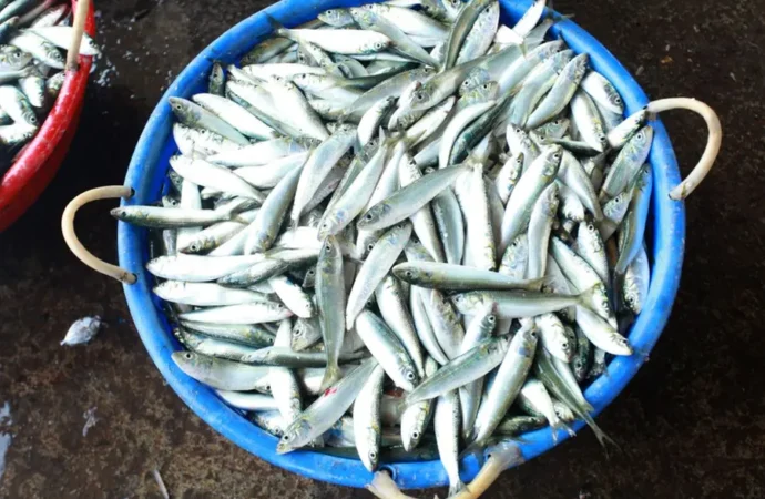 Fish Waste from TN Causes Health Alert in Kerala