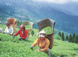 Half of Nepal Tea Fails India’s Safety Tests; Industry Seeks Stricter Checks