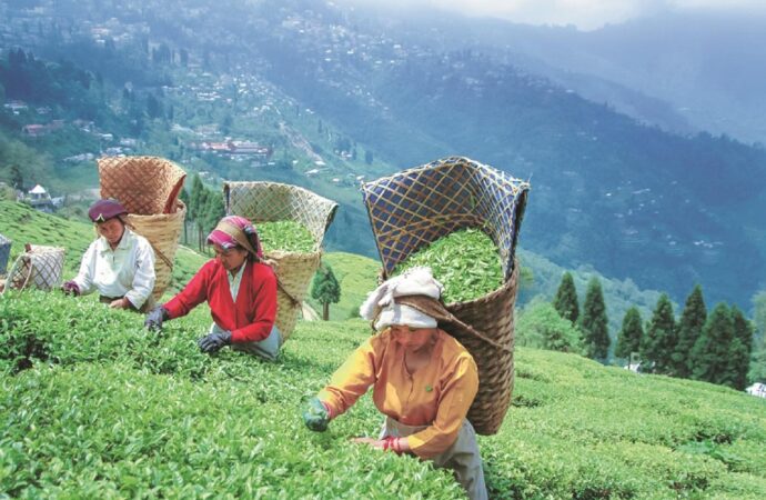 Half of Nepal Tea Fails India’s Safety Tests; Industry Seeks Stricter Checks