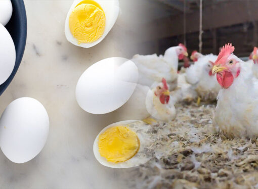 Bird Flu in Kerala: Is Your Chicken and Eggs Safe to Eat?