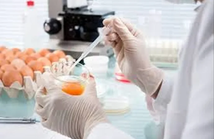 Karnataka Intensifies Egg Testing Amid Cancer Safety Concerns