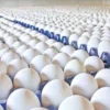 TN Food Safety Dept to Test Eggs from 300 Poultry Farms in Namakkal