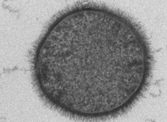 Kerala Declares Bacillus subtilis as State Microbe