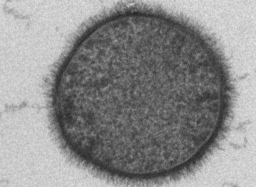 Kerala Declares Bacillus subtilis as State Microbe