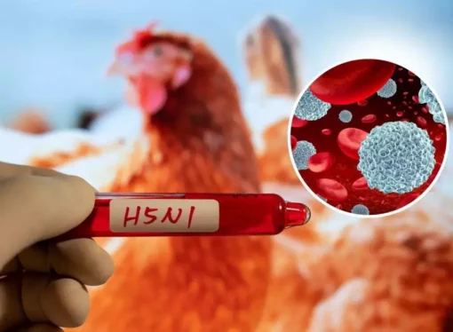 Bird Flu Fallout: Chilled Chicken Restricted in Alappuzha & Kottayam