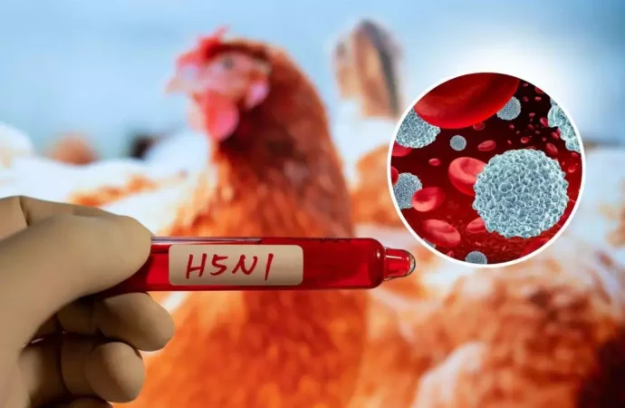 Bird Flu Fallout: Chilled Chicken Restricted in Alappuzha & Kottayam
