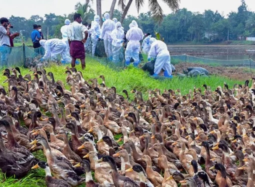 Nilgiris Intensifies Poultry Surveillance After Avian Flu Outbreak in Kerala