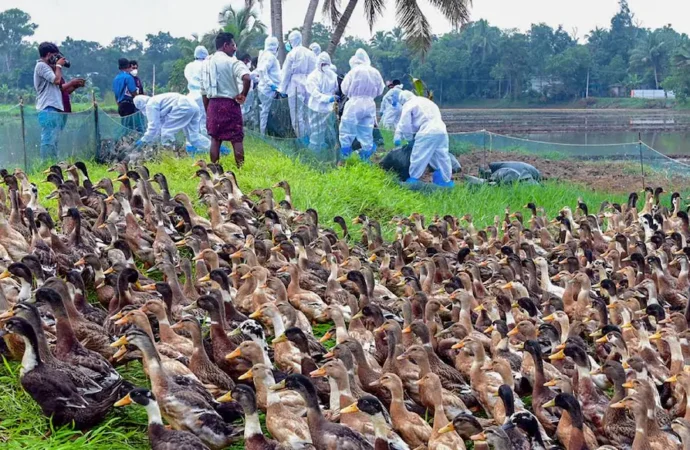Nilgiris Intensifies Poultry Surveillance After Avian Flu Outbreak in Kerala