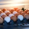 Viral Fake Egg Claims: What’s Real and What’s Not