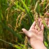 Bihar Scientists Turn to Nature to Grow Arsenic-Free Food Crops