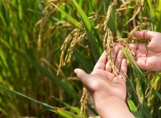 Bihar Scientists Turn to Nature to Grow Arsenic-Free Food Crops