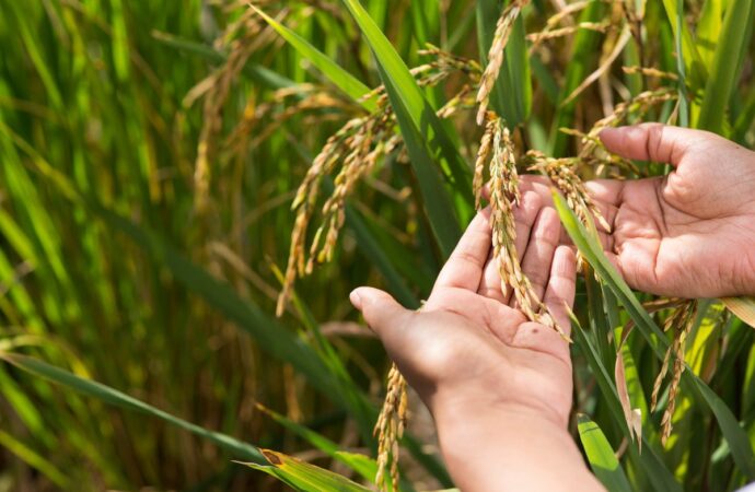 Bihar Scientists Turn to Nature to Grow Arsenic-Free Food Crops