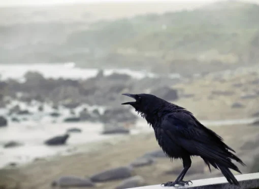 Crow Deaths Trigger Bird Flu Food Safety Alert in Tamil Nadu