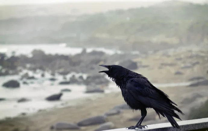 Crow Deaths Trigger Bird Flu Food Safety Alert in Tamil Nadu