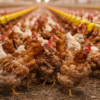 Saudi Arabia Expands Poultry Import Ban to Protect Public Health