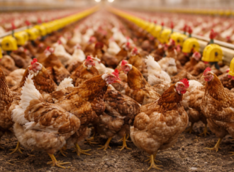 Saudi Arabia Expands Poultry Import Ban to Protect Public Health