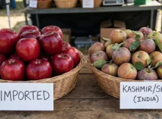 Imported or Local Apples? The Freshness Factor You’re Ignoring