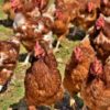 Drug-Resistant E. coli Found in Kerala Retail Chicken: Study Raises Alarm