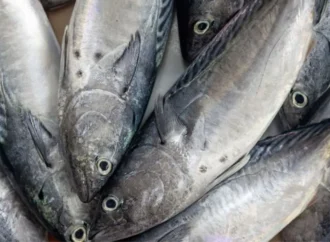 Meghalaya Assures Fish Safety Amid Contamination Concerns