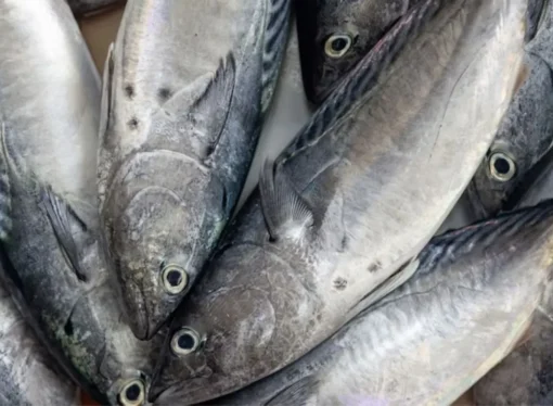 Meghalaya Assures Fish Safety Amid Contamination Concerns