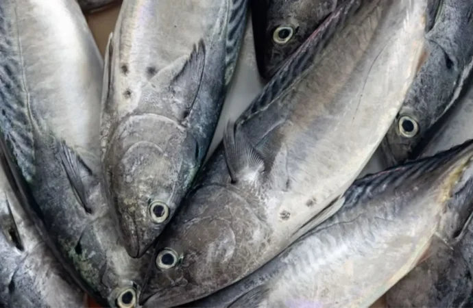 Meghalaya Assures Fish Safety Amid Contamination Concerns