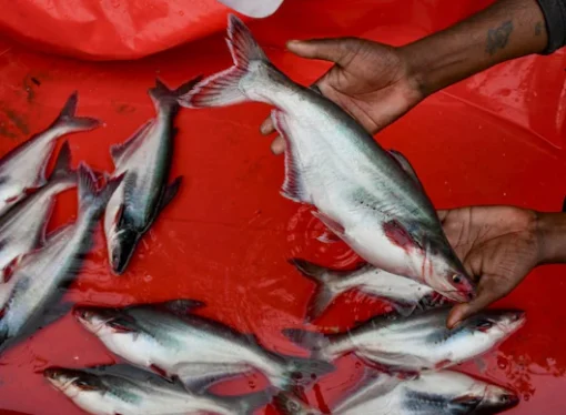 Meghalaya Bans Illegal Fish Imports from Bangladesh