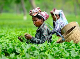 Tea Board Cracks Down on Imports with Mandatory Testing from May 1