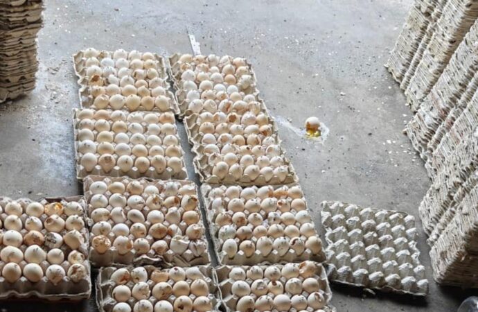 Spoiled Eggs, Fake Coconut Powder Seized in Hyderabad Raids