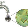 Troubled Waters: Bacteria Found in Delhi Tap Supply