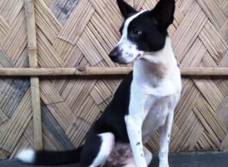 Guwahati High Court Delivers Split Verdict on Dog Meat Sale in Nagaland