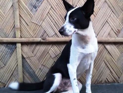 Guwahati High Court Delivers Split Verdict on Dog Meat Sale in Nagaland