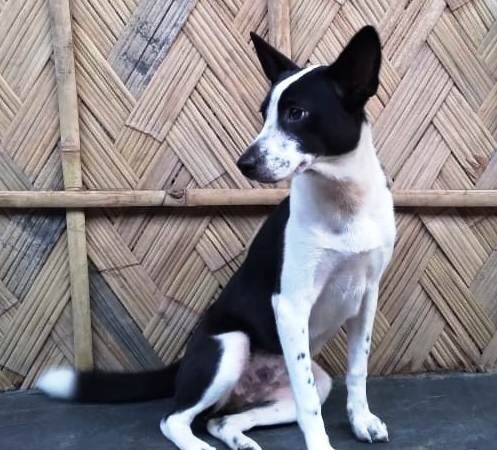 Guwahati High Court Delivers Split Verdict on Dog Meat Sale in Nagaland