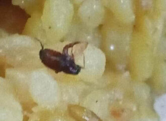 Insects Found in Mid-Day Meal at PCMC Urdu School; Probe Ordered