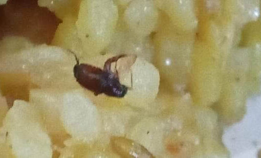 Insects Found in Mid-Day Meal at PCMC Urdu School; Probe Ordered