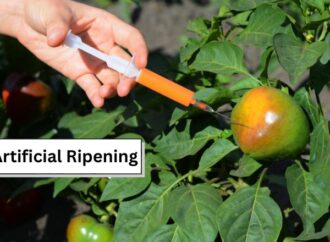 Jharkhand Ramps Up Checks on Artificial Fruit Ripening Practices