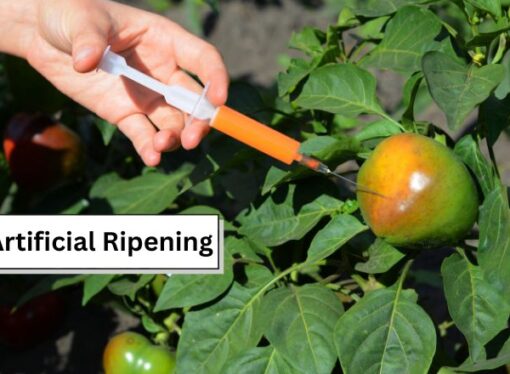 Jharkhand Ramps Up Checks on Artificial Fruit Ripening Practices