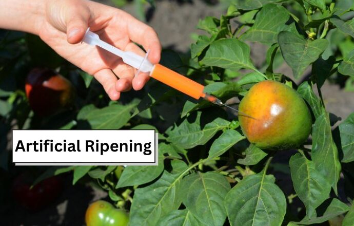 Jharkhand Ramps Up Checks on Artificial Fruit Ripening Practices
