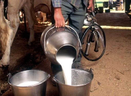 2,036 Milk Vendors in East Godavari Asked to Obtain FSSAI Licence
