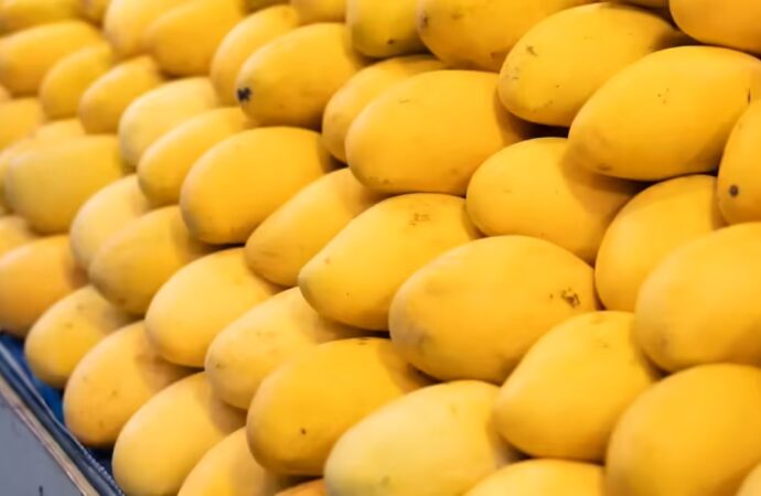 Hyderabad Markets Raided for Chemically Ripened Mangoes