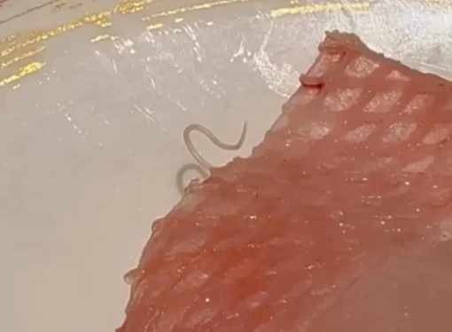 Parasite Crawls Out of Sushi at Hong Kong Restaurant, Video Goes Viral