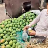 Poisoned Sweetness: The Dark Side of Alphonso Mangoes
