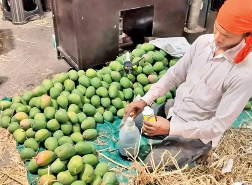 Poisoned Sweetness: The Dark Side of Alphonso Mangoes