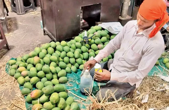 Poisoned Sweetness: The Dark Side of Alphonso Mangoes