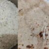 Mysuru Hostel Food Row; Mess Shut Down