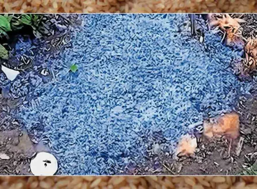 Bluish-Black Discolouration in Cooked Ration Rice Triggers Concern in Kerala